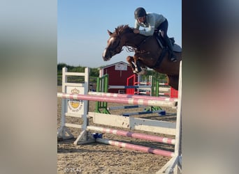 Holsteiner, Jument, 7 Ans, 165 cm, Alezan brûlé