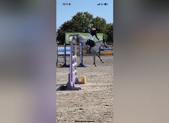 Holsteiner, Jument, 7 Ans, 165 cm, Bai brun
