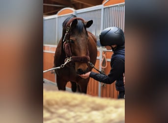 Holsteiner, Jument, 7 Ans, 165 cm, Bai