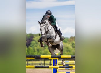 Holsteiner, Jument, 7 Ans, 165 cm, Gris