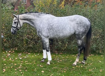 Holsteiner, Jument, 7 Ans, 165 cm, Gris