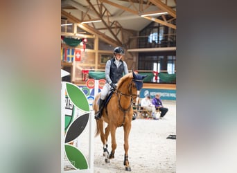 Holsteiner, Jument, 7 Ans, 167 cm, Alezan