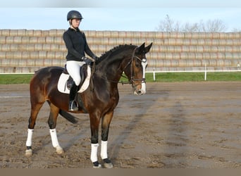 Holsteiner, Jument, 7 Ans, 167 cm, Bai brun foncé