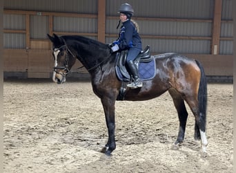 Holsteiner, Jument, 7 Ans, 167 cm, Bai brun foncé