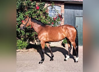 Holsteiner, Jument, 7 Ans, 167 cm, Bai