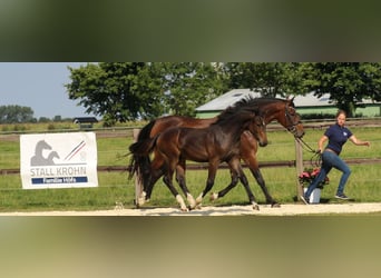 Holsteiner, Jument, 7 Ans, 167 cm, Bai