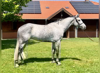 Holsteiner, Jument, 7 Ans, 167 cm, Gris