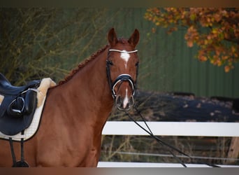 Holsteiner, Jument, 7 Ans, 168 cm, Alezan