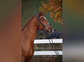 Holsteiner, Jument, 7 Ans, 168 cm, Alezan