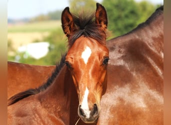 Holsteiner, Jument, 7 Ans, 168 cm, Bai brun foncé