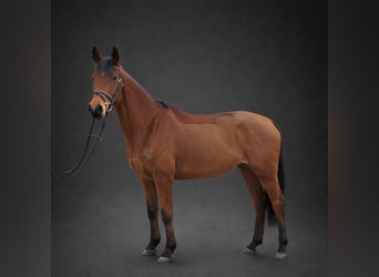 Holsteiner, Jument, 7 Ans, 168 cm, Bai