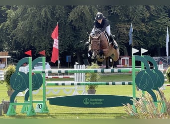 Holsteiner, Jument, 7 Ans, 168 cm, Bai