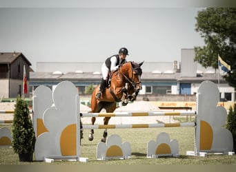 Holsteiner, Jument, 7 Ans, 168 cm, Bai