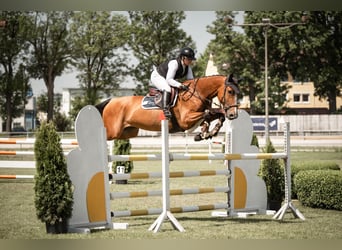 Holsteiner, Jument, 7 Ans, 168 cm, Bai