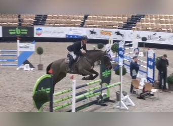 Holsteiner, Jument, 7 Ans, 168 cm