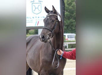 Holsteiner, Jument, 7 Ans, 169 cm, Bai brun foncé