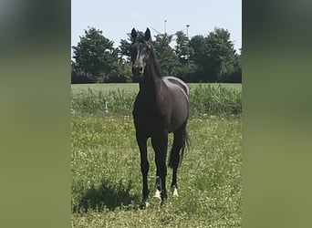 Holsteiner, Jument, 7 Ans, 169 cm, Bai brun foncé