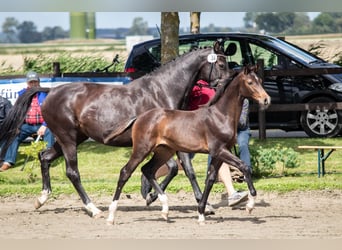 Holsteiner, Jument, 7 Ans, 169 cm, Bai brun foncé