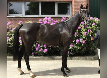 Holsteiner, Jument, 7 Ans, 169 cm, Bai brun foncé