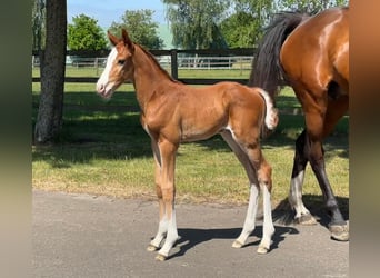 Holsteiner, Jument, 7 Ans, 169 cm, Bai