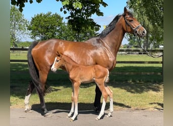 Holsteiner, Jument, 7 Ans, 169 cm, Bai