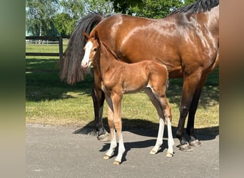 Holsteiner, Jument, 7 Ans, 169 cm, Bai