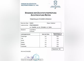 Holsteiner, Jument, 7 Ans, 169 cm, Bai