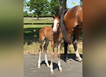 Holsteiner, Jument, 7 Ans, 169 cm, Bai