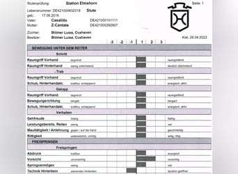 Holsteiner, Jument, 7 Ans, 169 cm, Bai