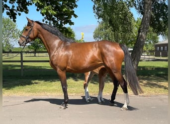 Holsteiner, Jument, 7 Ans, 169 cm, Bai
