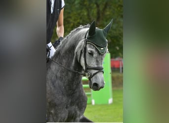 Holsteiner, Jument, 7 Ans, 169 cm, Gris