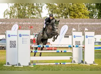 Holsteiner, Jument, 7 Ans, 169 cm, Gris