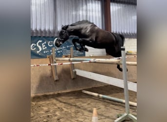 Holsteiner, Jument, 7 Ans, 170 cm, Bai brun foncé