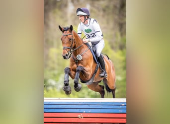 Holsteiner, Jument, 7 Ans, 170 cm, Bai