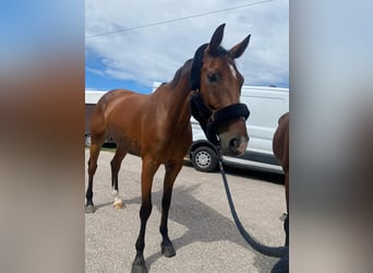 Holsteiner, Jument, 7 Ans, 170 cm, Bai