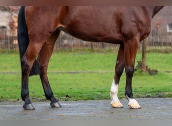 Holsteiner, Jument, 7 Ans, 172 cm