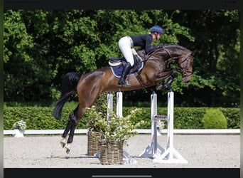 Holsteiner, Jument, 7 Ans, 173 cm, Bai brun