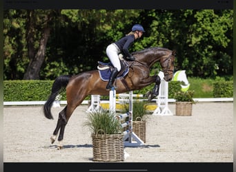 Holsteiner, Jument, 7 Ans, 173 cm, Bai brun