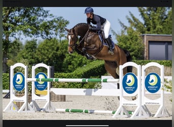Holsteiner, Jument, 7 Ans, 173 cm, Bai brun
