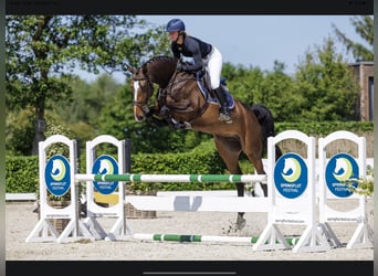 Holsteiner, Jument, 7 Ans, 173 cm, Bai brun