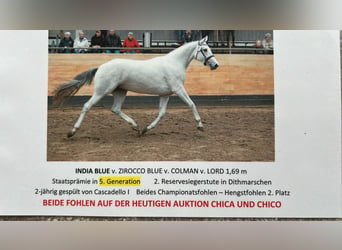 Holsteiner, Jument, 7 Ans, 173 cm, Bai