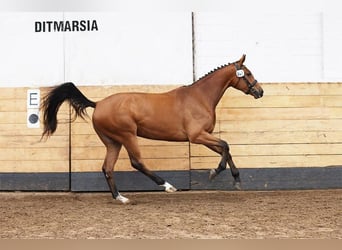 Holsteiner, Jument, 7 Ans, 173 cm, Bai