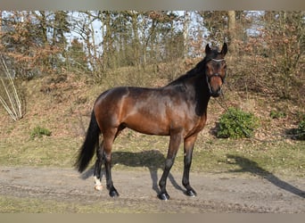Holsteiner, Jument, 7 Ans, 175 cm, Bai brun