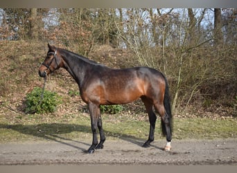 Holsteiner, Jument, 7 Ans, 175 cm, Bai brun