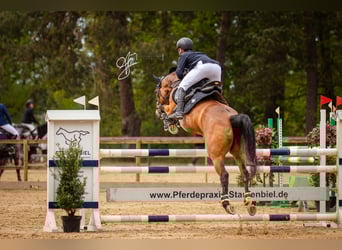 Holsteiner, Jument, 7 Ans, Bai