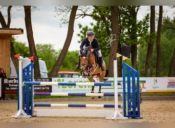 Holsteiner, Jument, 7 Ans, Bai