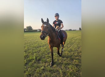 Holsteiner, Jument, 7 Ans, Bai