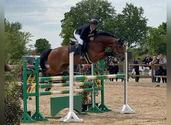 Holsteiner, Jument, 7 Ans, Bai
