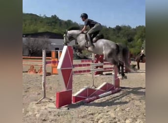 Holsteiner, Jument, 7 Ans, Gris