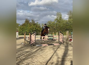 Holsteiner, Jument, 8 Ans, 165 cm